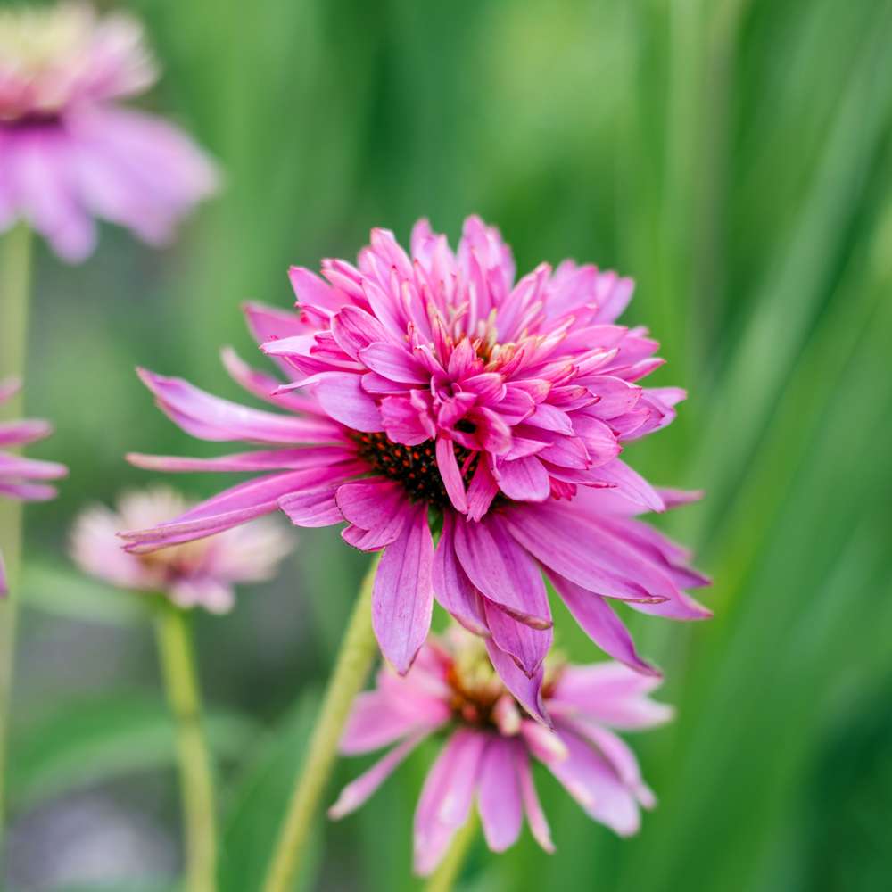 Röd solhatt 'Double Decker' (Echinacea purpurea)